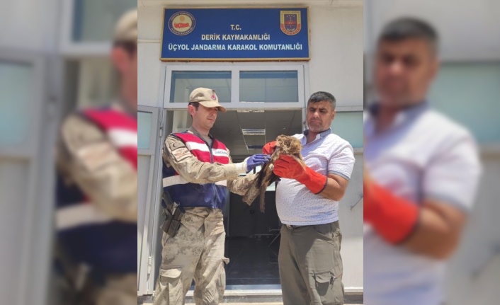 Mardin'de jandarmanın arazide bulduğu yaralı şahin tedavi edilecek