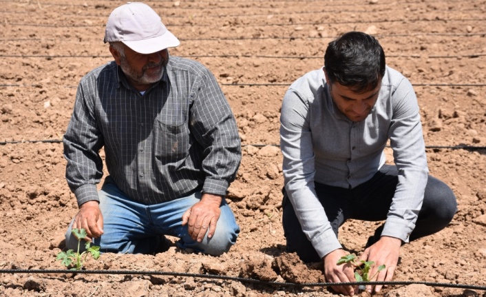 Şırnak'ta verilen desteklerle çiftçiler alternatif ürüne yöneldi