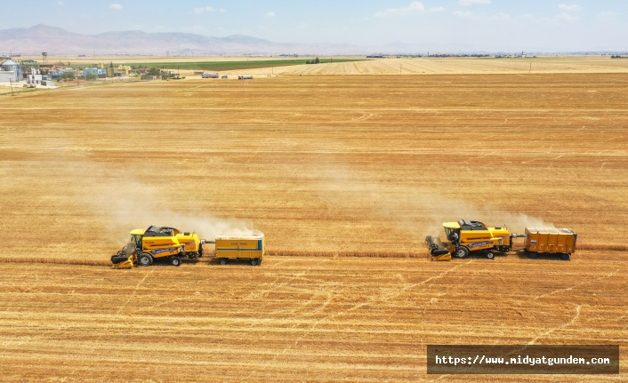 Mardin Ovası'na biçerdöverler buğday hasadı için girdi