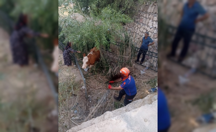 Adıyaman'da dereye düşerek mahsur kalan inek kurtarıldı