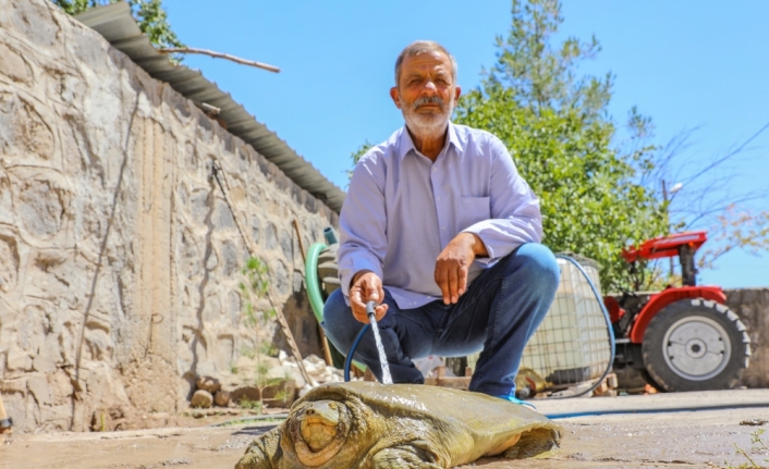 Bitkin halde bulunan Fırat kaplumbağası ekiplerin çalışmasıyla hayata döndürüldü