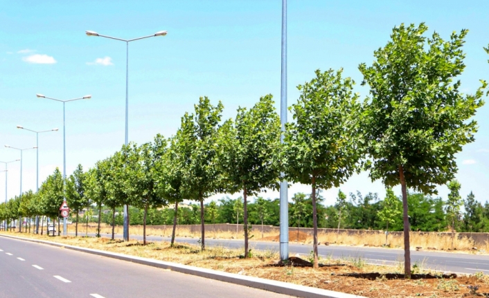 Diyarbakır'da Prof. Dr. Necmettin Erbakan Bulvarı'na 1700 ağaç dikildi