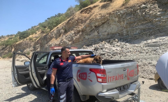 Kayalıklardan düşerek yaralanan köpek, itfaiye ekiplerince kurtarıldı