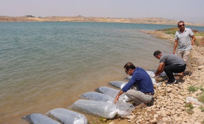 Atatürk Barajı'na 4 milyon balık yavrusu bırakıldı