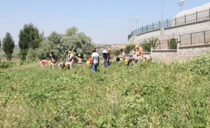 Diyarbakır'da okula gelir kazandıracak tarımsal üretimde hasat zamanı