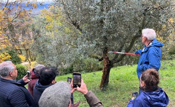 Kilis zeytinyağının geliştirilmesi için İtalyan tadım uzmanlarına ziyaret