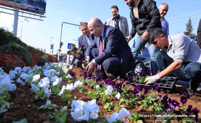 Mardin Büyükşehir Belediyesi 250 bin menekşe dikti