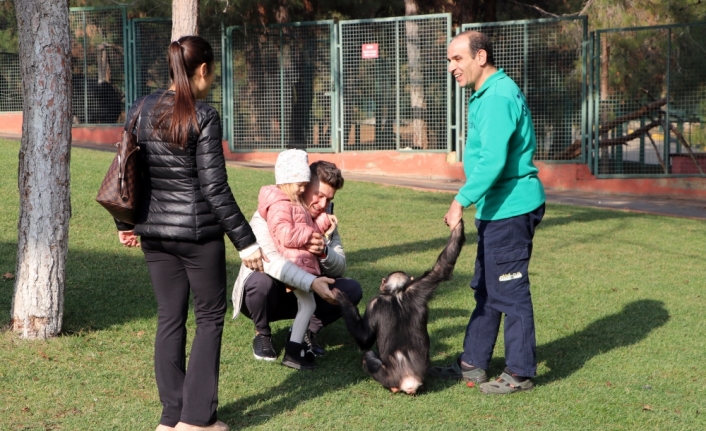 Gaziantep Hayvanat Bahçesi'nin maskotu şempanze: 