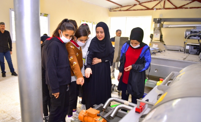 Meslek lisesi öğrencileri zeytinyağı üretimi için çalışıyor