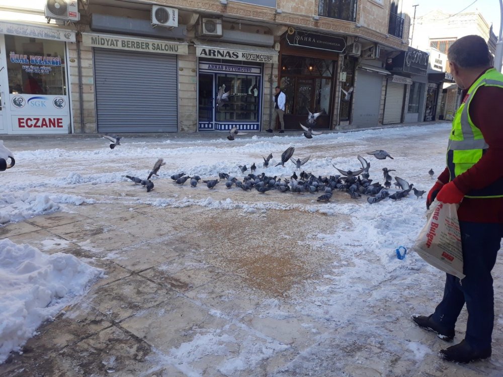 Midyat Belediyesi sokak hayvanlarını besledi