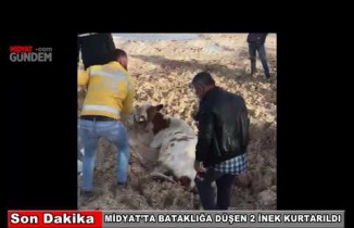 Midyat'ta Bataklıkta mahsur kalan 2 inek kurtarıldı